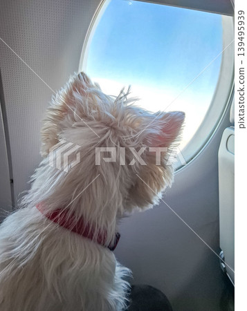 A fluffy West Highland White Terrier sits by the airplane window, looking out at the sky. The dog enjoys the view while traveling with its owner on this trip. A fluffy West Highland White Terrier sits by the airplane window, looking out at the sky. The dog enjoys the view while traveling with its owner on this trip. 139495939