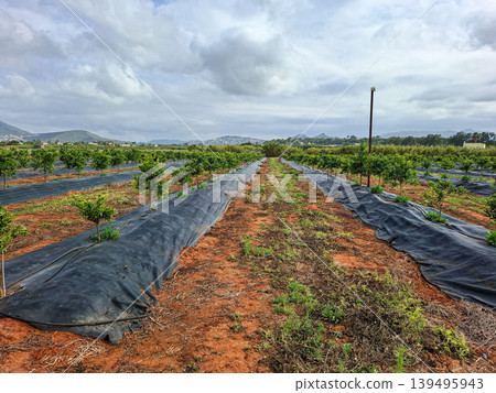 Rows of small citrus trees grow in a young orange grove. Black plastic mulch covers the ground while an automated drip system waters the plants in a rural valley. Rows of small citrus trees grow in a young orange grove. Black plastic mulch covers the ground while an automated drip system waters the plants in a rural valley. 139495943