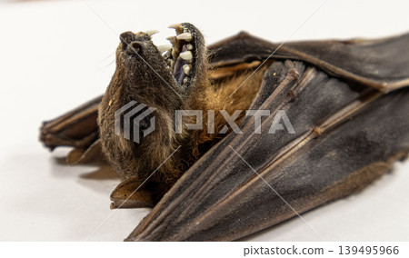 A detailed view of a preserved fruit bat Cynopterus sphinx shows sharp teeth and leathery wings set against a white background. The bat is displayed in taxidermy form for study. A detailed view of a preserved fruit bat Cynopterus sphinx shows sharp teeth and leathery wings set against a white background. The bat is displayed in taxidermy form for study. 139495966