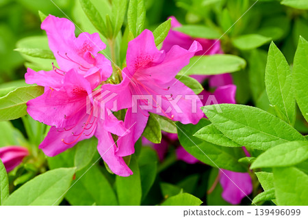 Azalea's flower Azalea's flower 139496099