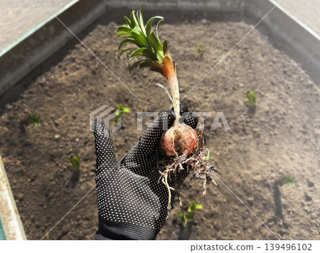 Flower bulbs Lily Snow White. A hand wearing gardening gloves carefully planting a Lilium bulb, fostering the growth of a beautiful flower. Flower bulbs Lily Snow White. A hand wearing gardening gloves carefully planting a Lilium bulb, fostering the growth of a beautiful flower. 139496102