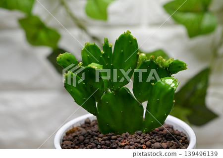 Cactus 'Himeuchiwa' Cactus 'Himeuchiwa' 139496139
