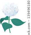 繡球花插圖 1（白色），附莖和葉 139496180