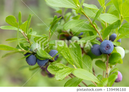 Ripe blue berries of Dwarf bilberry on a branch with leaves. Ripe blue berries of Dwarf bilberry on a branch with leaves. 139496188