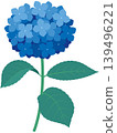繡球花插圖 2（藍色），附莖和葉 139496221