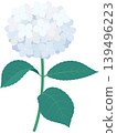 繡球花插圖 2（白色），附莖和葉 139496223
