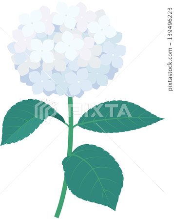 繡球花插圖 2(白色),附莖和葉 繡球花插圖 2(白色),附莖和葉 139496223