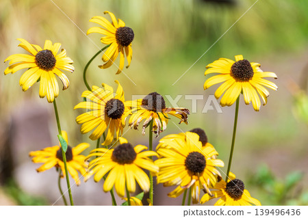 Vibrant yellow rudbeckias blooming, bathed in soft light. Vibrant yellow rudbeckias blooming, bathed in soft light. 139496436