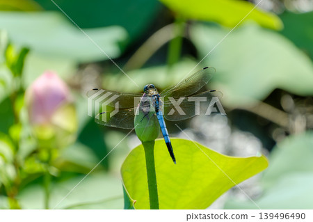 A common skimmer dragonfly rests its wings on a lotus bud. 139496490