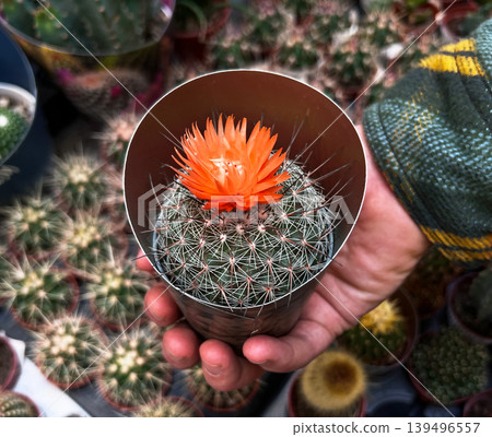 Woman holding a small cactus with a bright orange flower in a metal pot. Gardening and plant care concept. Greenhouse hobbyist choosing succulent for home decor and indoor garden. Woman holding a small cactus with a bright orange flower in a metal pot. Gardening and plant care concept. Greenhouse hobbyist choosing succulent for home decor and indoor garden. 139496557