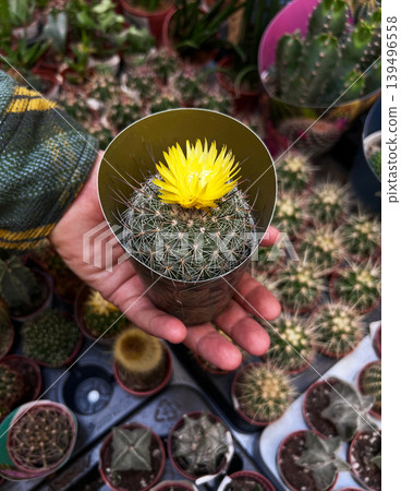 Man holding a small potted cactus with a blooming yellow flower. Gardening enthusiast selecting succulent plant in a store. Nature, botany and home decor hobby concept in greenhouse. 139496558