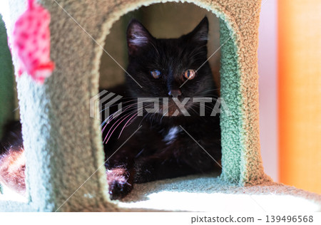 Black cat sitting inside a cozy green pet tower. Domestic feline resting in his house. Animal relaxing inside a furniture scratching post. Concept of pet care and comfort at home. Black cat sitting inside a cozy green pet tower. Domestic feline resting in his house. Animal relaxing inside a furniture scratching post. Concept of pet care and comfort at home. 139496568