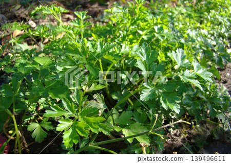 A close-up of parsley growing in the garden        139496611