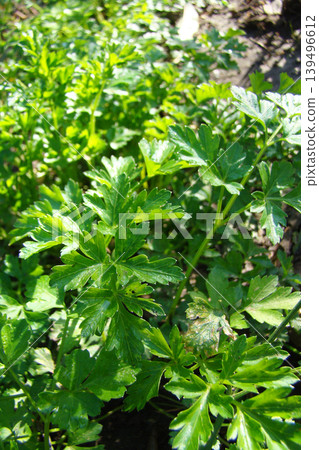 A close-up of parsley growing in the garden        139496612