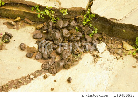 Cow manure used in sustainable agriculture 139496633
