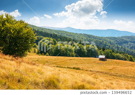 view of mountain meadow at noon. countryside summertime landscape with beech forest on the grassy field on hill. fluffy clouds on a bright blue sky. alpine background for travel through highland 139496652
