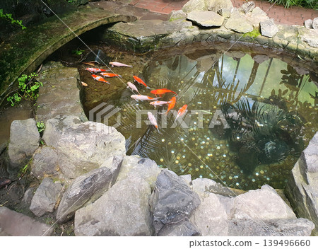 Decorative pond with koi fish surrounded by large monstera leaves. Exotic garden with stone bridge and tropical plants Decorative pond with koi fish surrounded by large monstera leaves. Exotic garden with stone bridge and tropical plants 139496660
