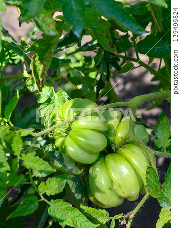 unripe green tomatoes on a branch close up in the garden 139496824