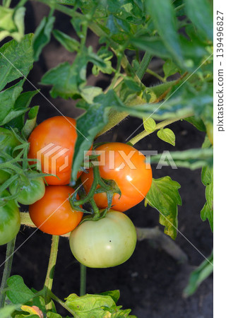 a bunch of ripening tomatoes on a branch close up a bunch of ripening tomatoes on a branch close up 139496827