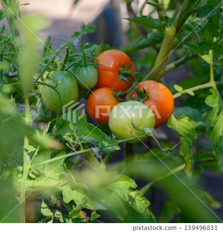 a cluster of tomatoes on a branch in the shade of green leaves a cluster of tomatoes on a branch in the shade of green leaves 139496831