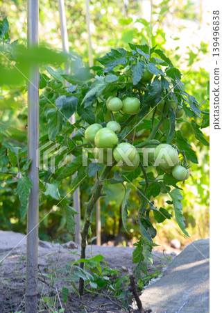 young tomato bush with many green fruits in the garden young tomato bush with many green fruits in the garden 139496838
