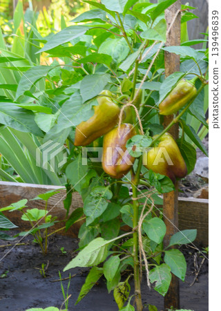 bell pepper bush with fruits on a garden bed bell pepper bush with fruits on a garden bed 139496839