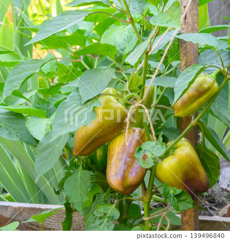 close up of sweet pepper fruits on a bush in the garden close up of sweet pepper fruits on a bush in the garden 139496840
