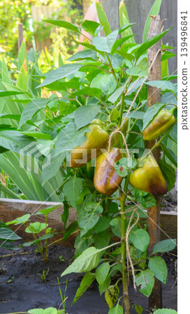 pepper bush on a garter in the garden under the sun rays 139496841