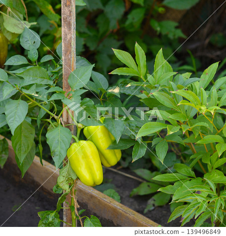 green sweet pepper on a bush in the garden green sweet pepper on a bush in the garden 139496849