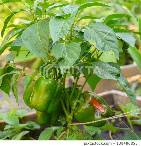 green bell pepper growing on a bush in the garden among the leaves 139496855