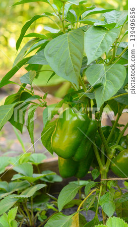 single large green pepper on a plant branch in the garden single large green pepper on a plant branch in the garden 139496856