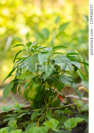 pepper bush with fruits in a wooden garden bed at the dacha 139496857