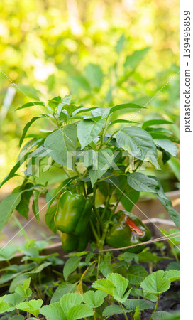 green pepper bush against a blurred summer garden background 139496859