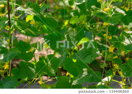 leaves and yellow cucumber flowers on a net in the garden leaves and yellow cucumber flowers on a net in the garden 139496860
