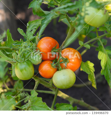 close up of a tomato cluster with red and green fruits on a vine close up of a tomato cluster with red and green fruits on a vine 139496870