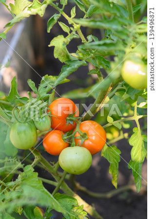 vertical shot of a tomato cluster with different ripening stages on a bush vertical shot of a tomato cluster with different ripening stages on a bush 139496871