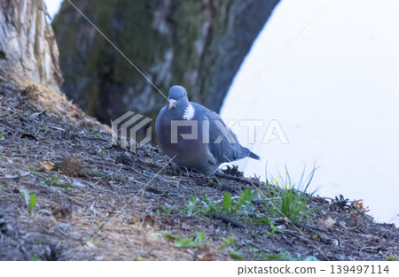 Turtle dove. Wild bird close-up. Turtle dove. Wild bird close-up. 139497114
