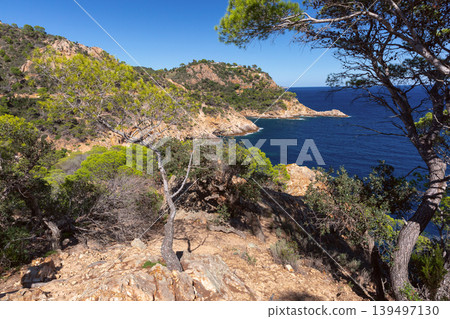 Rocky Mediterranean coastline near Tossa de Mar with pine trees in Catalonia 139497130