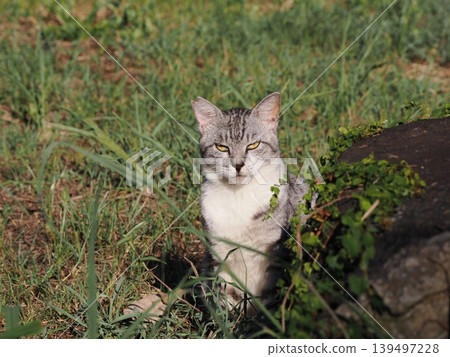 A cat staring at you A cat staring at you 139497228