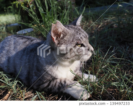 A cat staring at you A cat staring at you 139497233