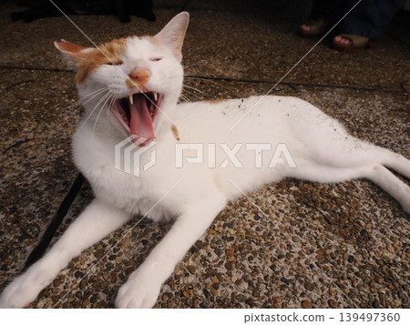 cute cat yawning cute cat yawning 139497360