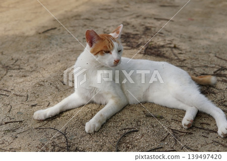 Lying cat Lying cat 139497420