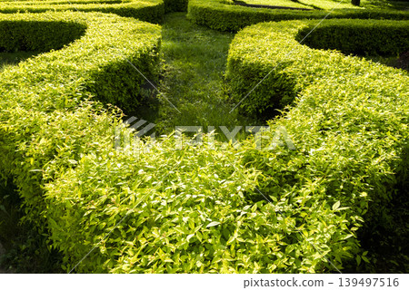 Green pathways in a lush maze Green pathways in a lush maze 139497516