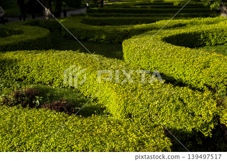 Green hedges by path Green hedges by path 139497517