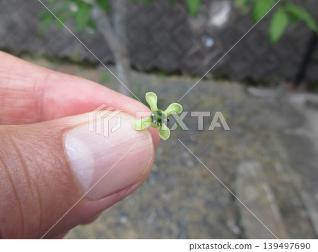 Mayumi flower 139497690