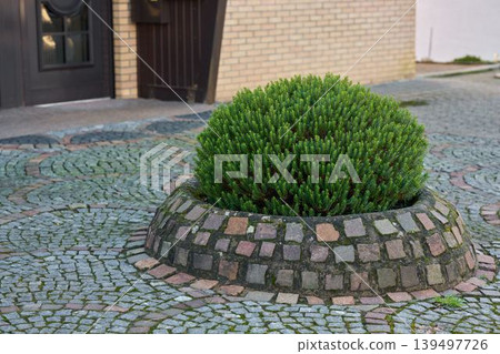 Beautiful round bush in unique stone planter Beautiful round bush in unique stone planter 139497726