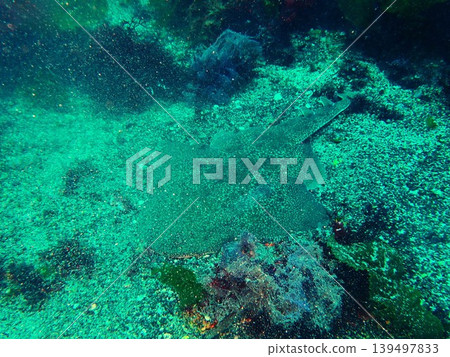Angel shark photographed on the seabed off Izu Oshima Island Angel shark photographed on the seabed off Izu Oshima Island 139497833
