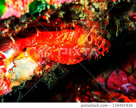 在伊豆大島附近海域拍攝到的石斑魚。 139497836