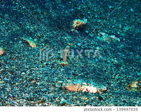 在伊豆大島附近海域拍攝到的花園鰻。 在伊豆大島附近海域拍攝到的花園鰻。 139497839