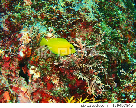在伊豆大島秋濱海灘拍攝到的一隻幼年刺尾魚。 在伊豆大島秋濱海灘拍攝到的一隻幼年刺尾魚。 139497840